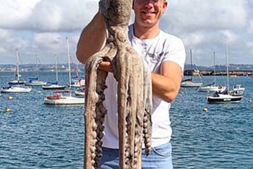 章鱼是外星生物竟然有三颗心脏,章鱼九个大脑三个心脏