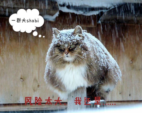 圣诞节的喵星人霸气又略萌，猫奴必看！又骗我养猫？