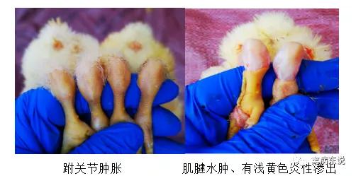 禽病防治抖音,禽疾病防控指南