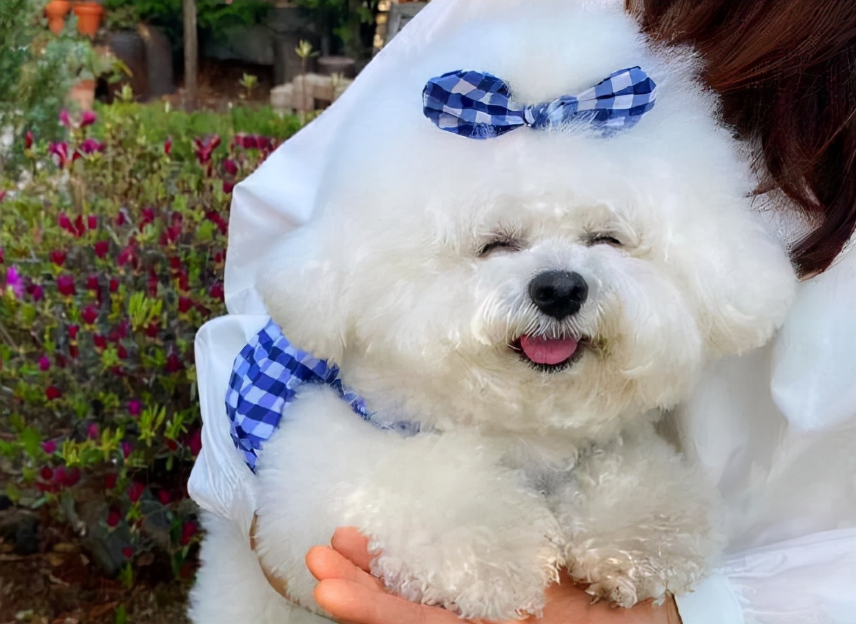 比熊犬舔你是怎么回事,比熊犬舔你的脸是为什么