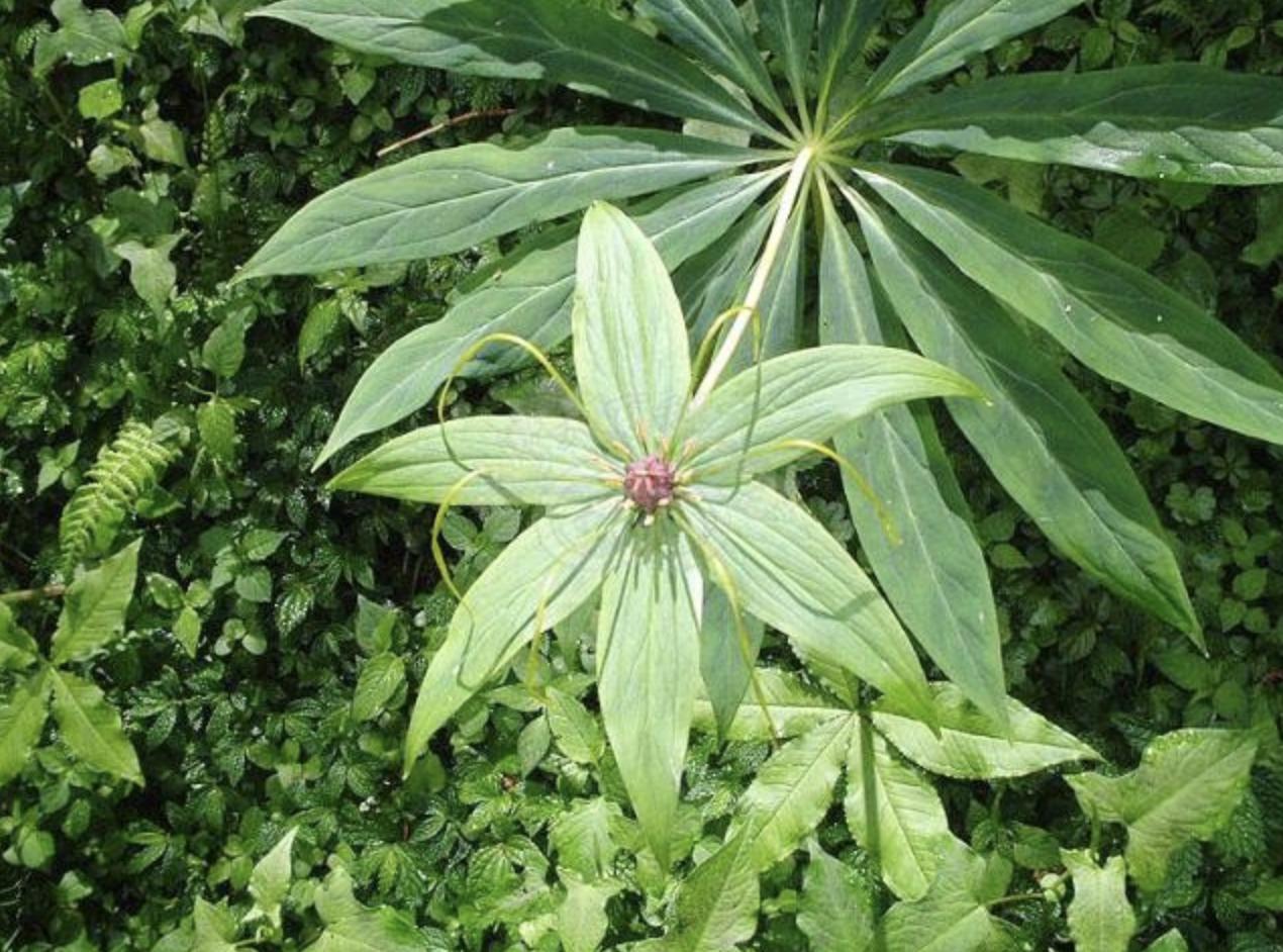 绔规灄閲岄潰绉嶈崏,绔规灄绉嶈崏