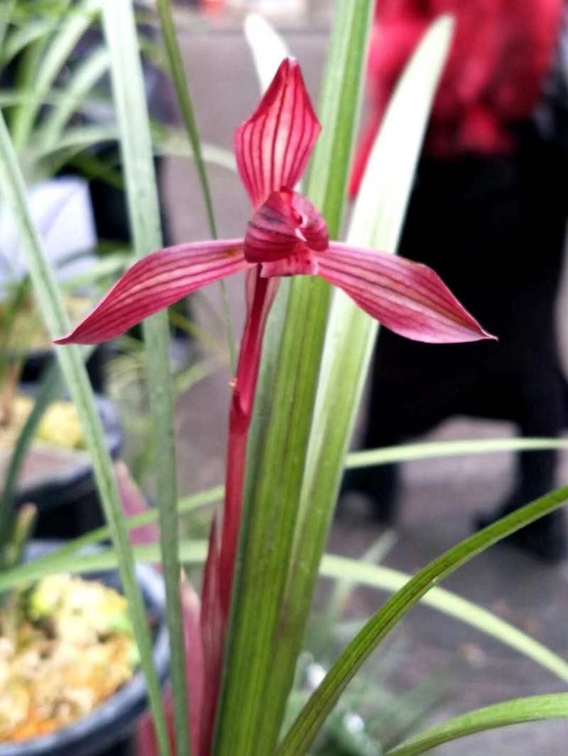 有花苞的兰花重新上盆怎么养,怎么让换盆后的兰花快速发新芽