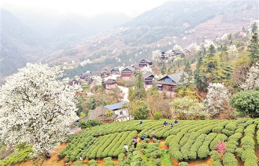 乡村振兴产业茶园,三江县万亩茶园