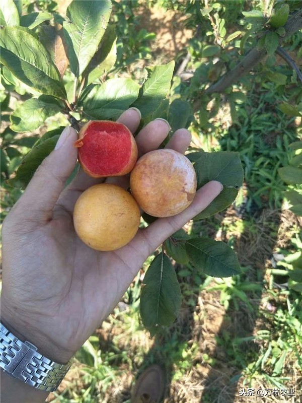 恐龙蛋李子适合哪些地方种植,美国恐龙蛋李子适合什么地方种植