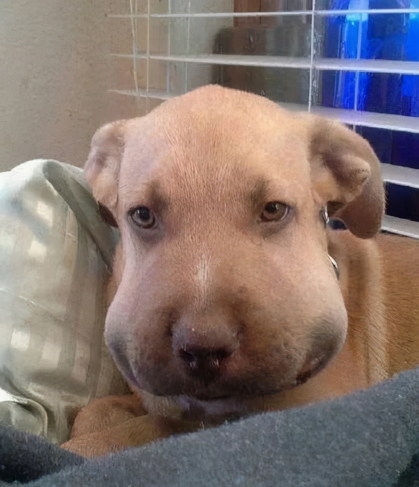 狗狗吃蜜蜂被蜜蜂蛰了怎么办,狗狗被马蜂蛰了流脓怎么办