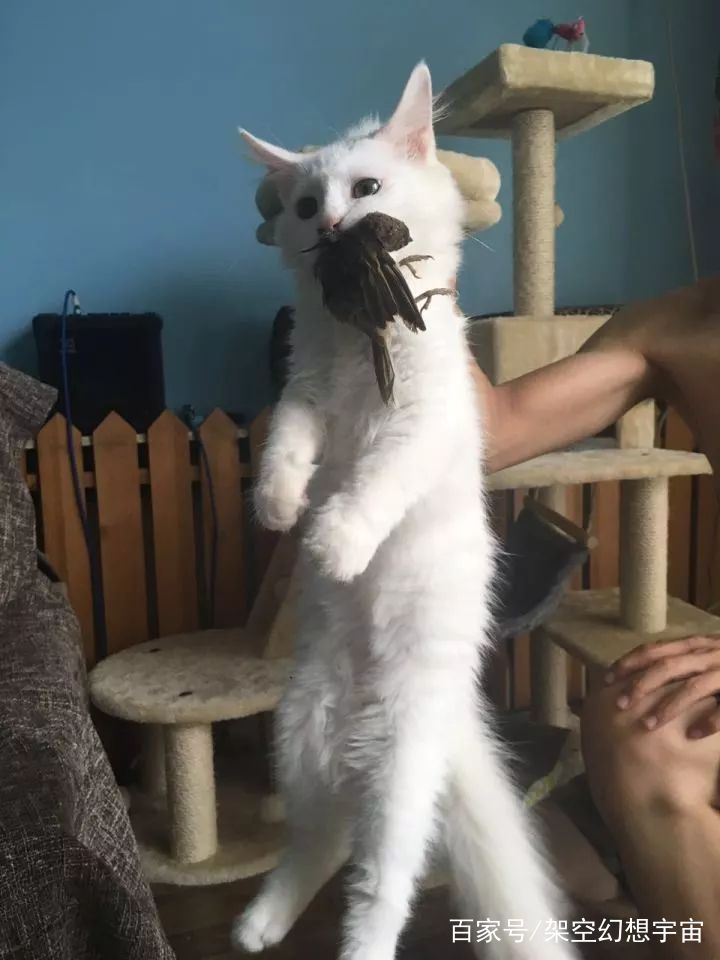 猫咪的迷惑行为历史版,可爱的猫咪黑历史