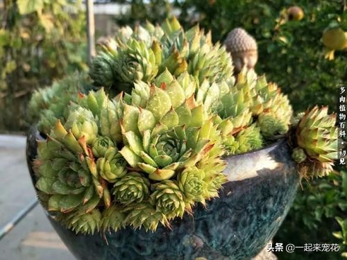 观音莲徒长了穿长裙子怎么办,观音莲是不是特别容易爆盆