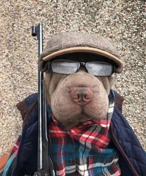 当这只整天都“睡不醒”的沙皮，遇上一位心灵手巧的铲屎官