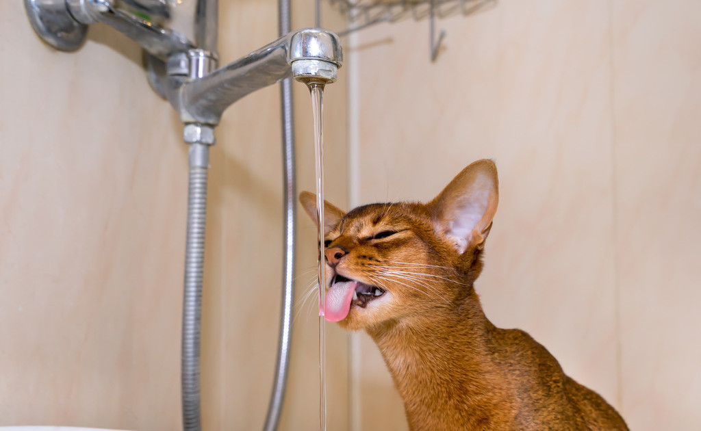 猫奴需要了解的知识：猫咪喝水少的危害及八种应对策略