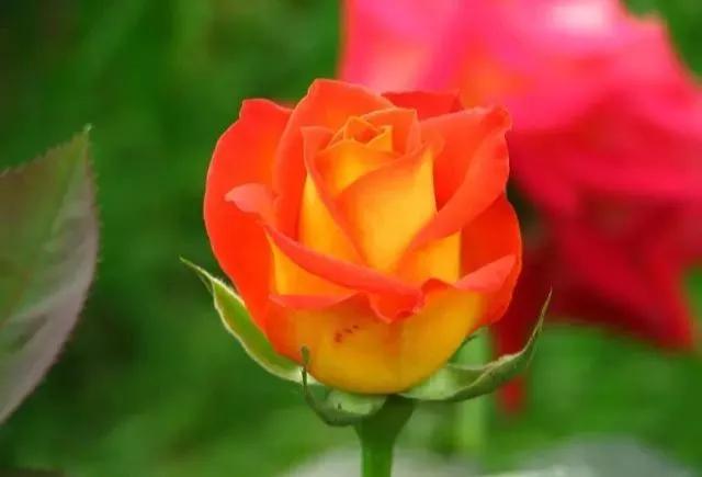 给大家介绍一下玫瑰品种,玫瑰的品种及特点介绍