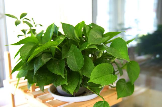 家里养花如何使用小苏打,家里养花小苏打可以除甲醛吗