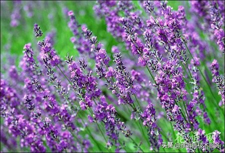 薰衣草怎么种植,薰衣草种植基地