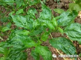 蔬菜得了病毒病会影响下一季吗,瓜果蔬菜病毒病害