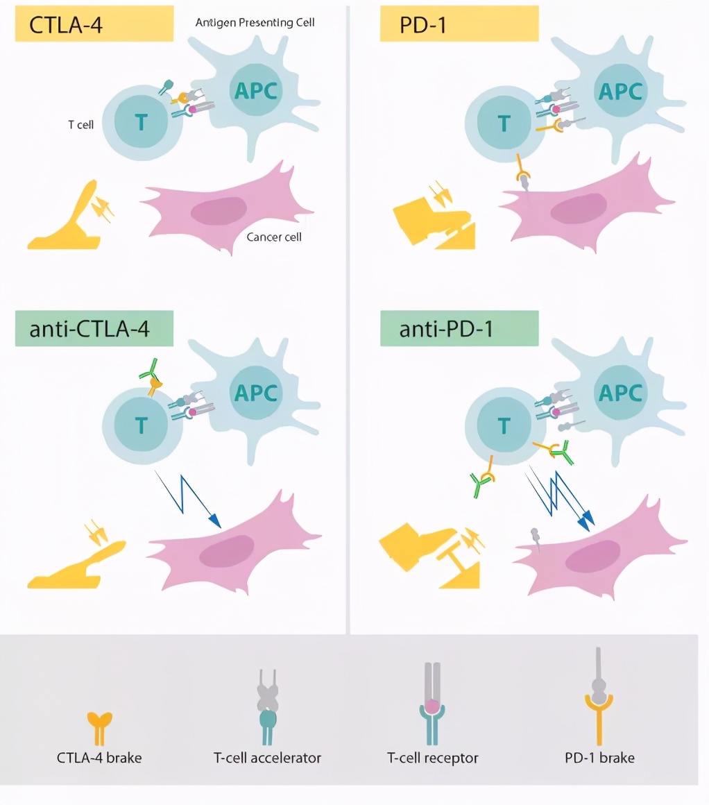 肿瘤突变负荷（TMB）能预测联合免疫治疗的疗效吗？|脑海Yeah