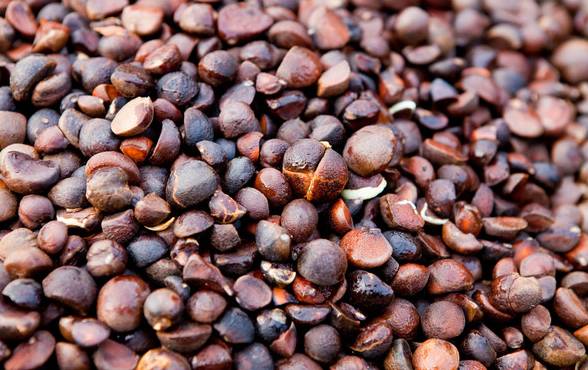 都说茶油好，但茶油的惊人作用，兴宁人知道吗？