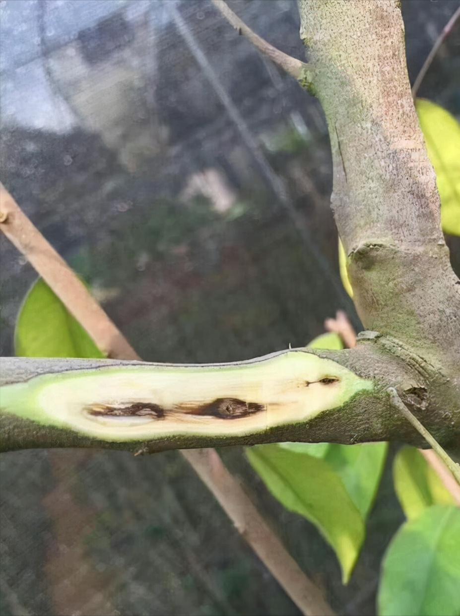 身价过亿的沉香种植小伙子,小伙投资五百万种300亩沉香