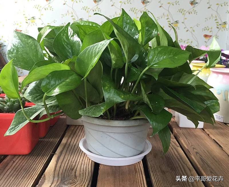 绿萝黄叶别发愁2个妙招帮解决,绿萝黄叶怎么处理有什么好办法