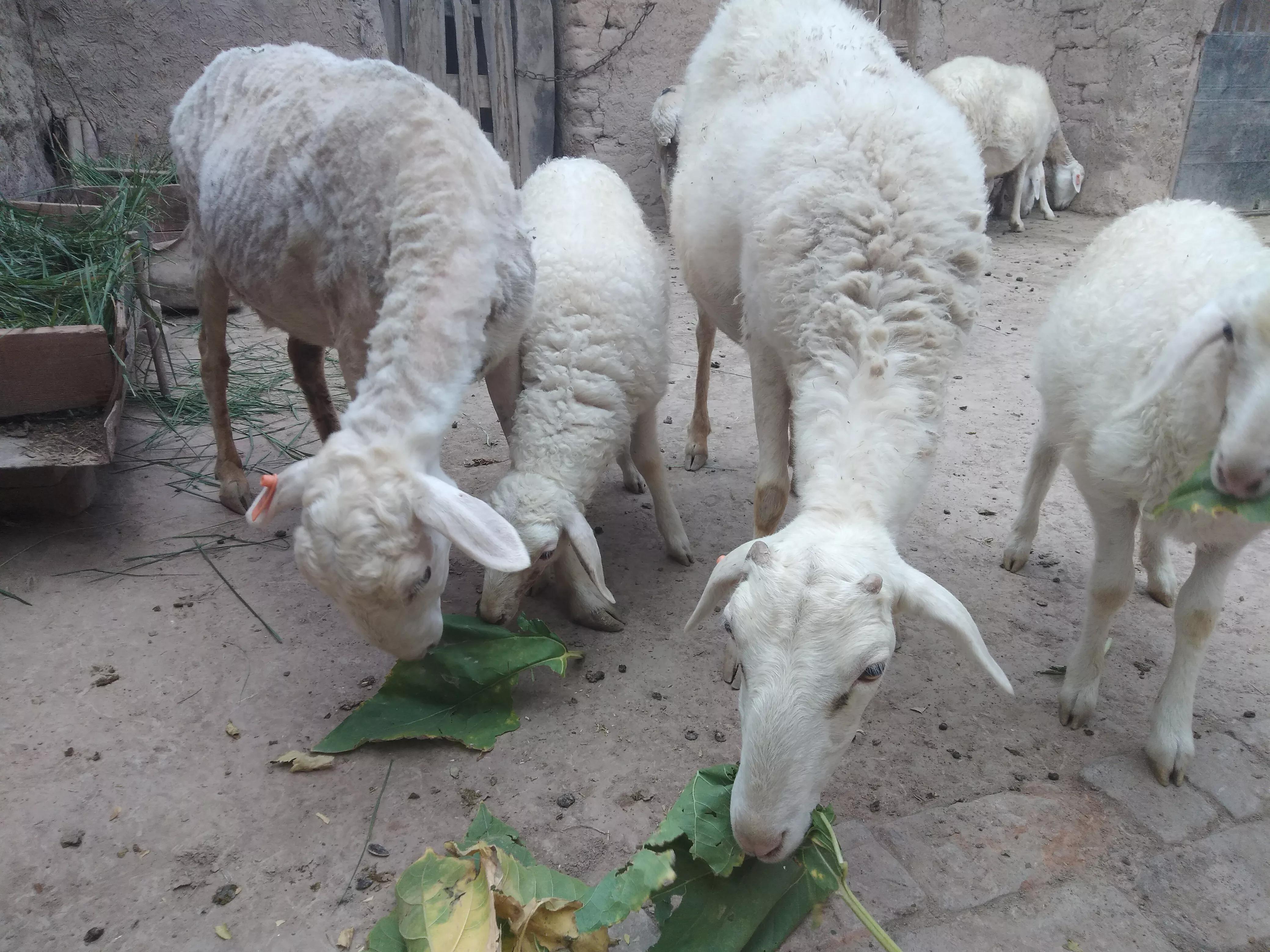 羊价回落,羊价何时会回落