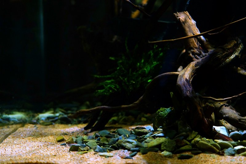 南美水族论坛推荐,南美水草造景论坛