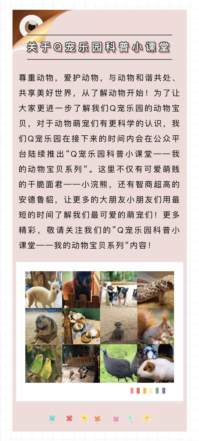 养貂是一种什么样的体验,养宠物貂违法吗