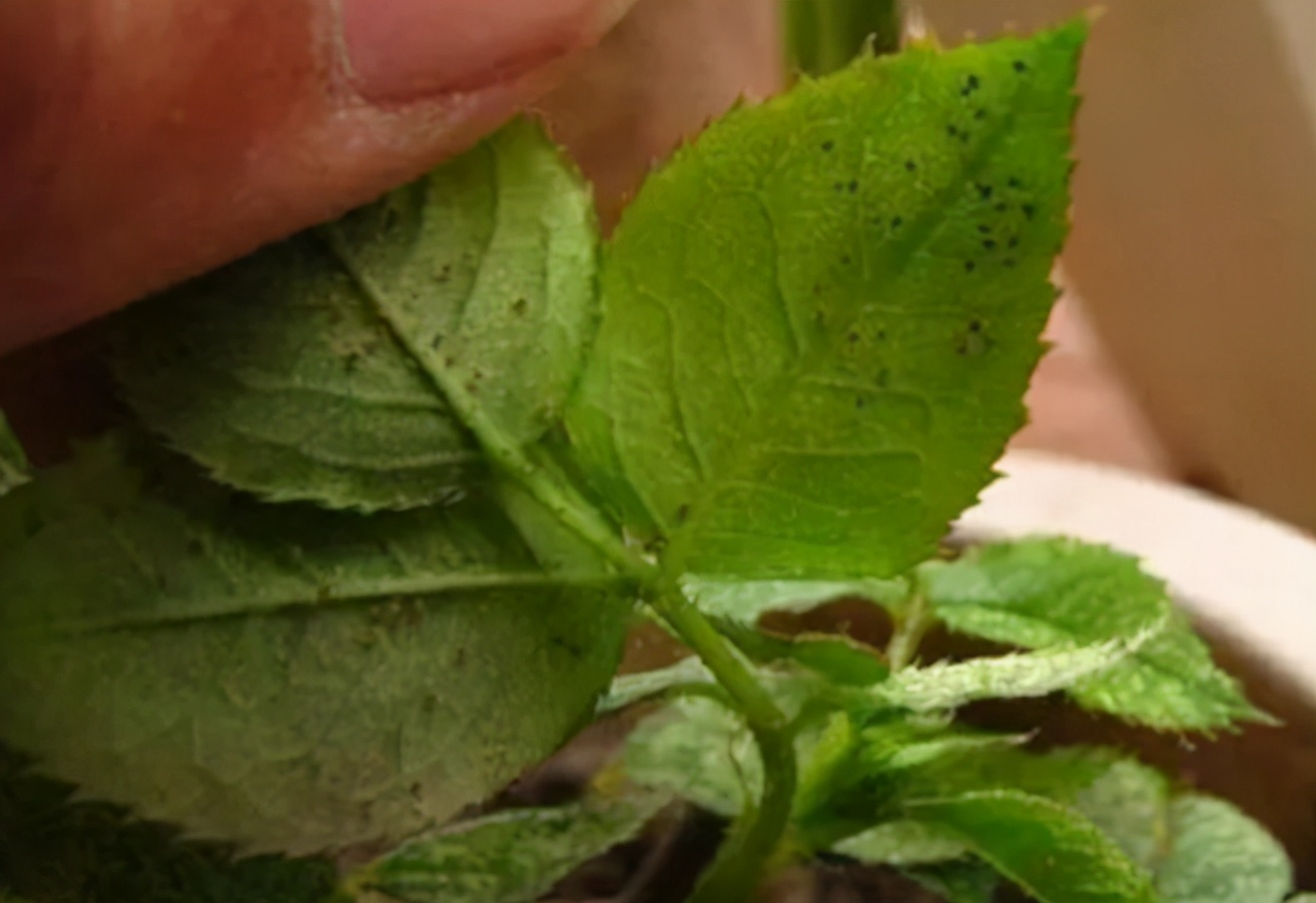 养花招了“红蜘蛛”，用水冲效果咋样？种花多别尝试，很容易泛滥