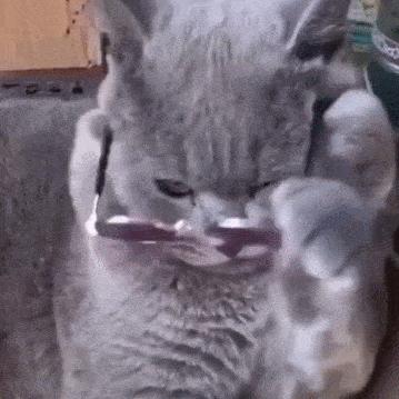 网友花十几万买了宝马摩托车，回家后发现坐垫被狗咬破，心态崩了