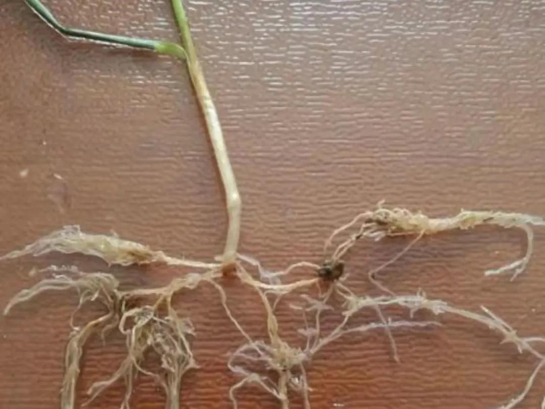 解决各种果树难座果,果树根茎腐病特效药配方