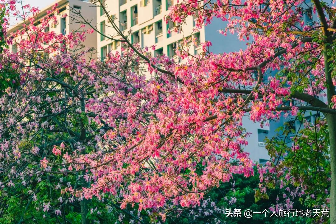 这才是12月最值得去的旅行地,11月12月去哪里旅游最美