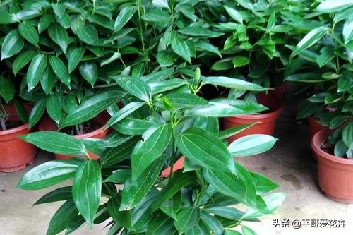 平安树叶子发干发黄怎么回事,平安树叶子一直发黄什么原因