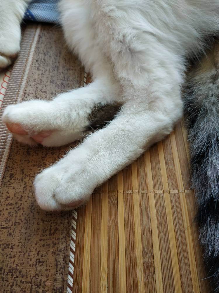 猫咪突然四肢不协调一条腿瘸了,猫咪四肢突然发直然后软