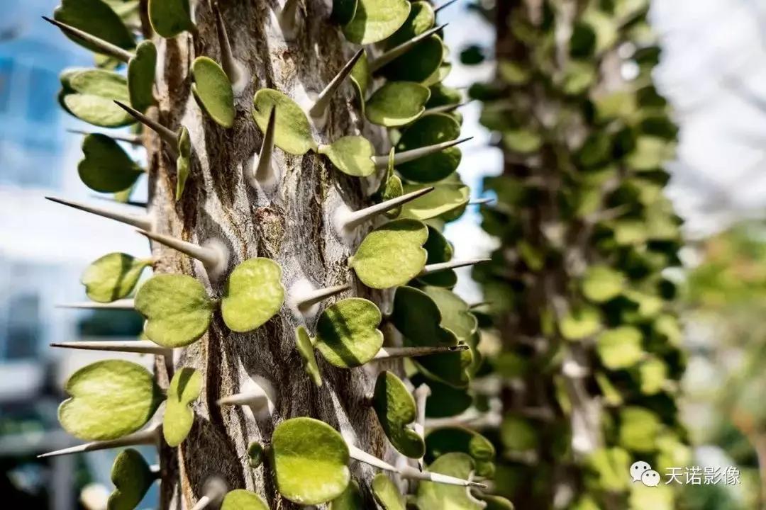 徕卡v-lux5明年有升级版吗,徕卡v-lux5换镜头