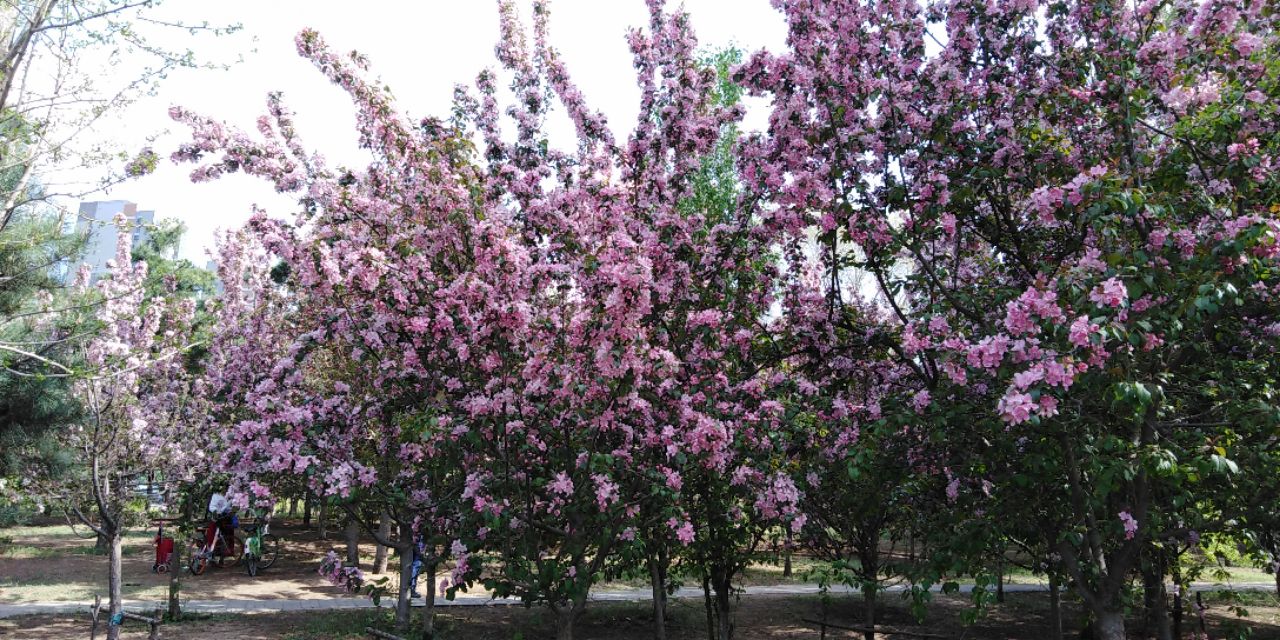 沈阳长白岛森林公园一日游攻略,长白岛森林公园五一