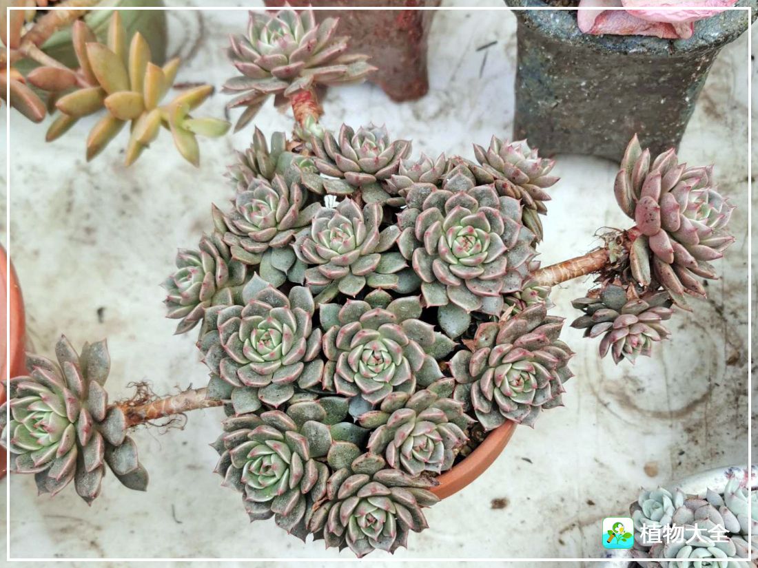 艾格尼亚多肉植物,多肉植物奥利维亚