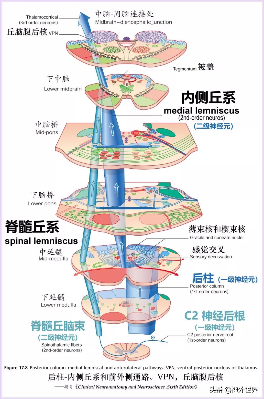 中脑和脑干的解剖,解剖神经系统脑干