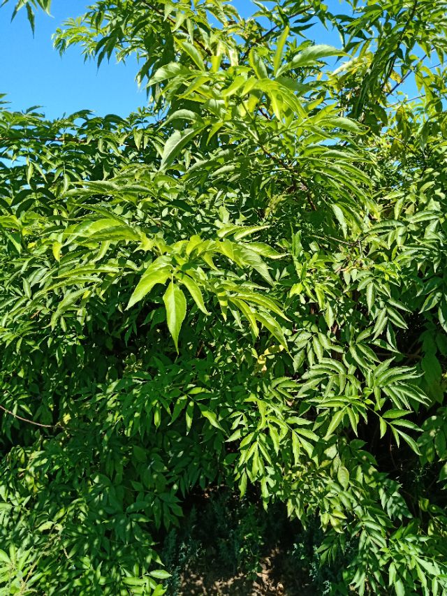 代购代销各种苗木花卉,代销苗木挂账