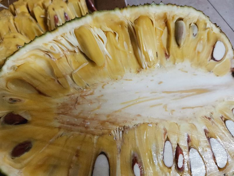 被菠萝蜜树胶黏到怎么办,菠萝蜜粘粘的用什么洗干净