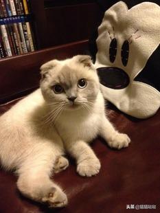 养猫新手买猫注意什么,新手养猫和买猫的注意事项