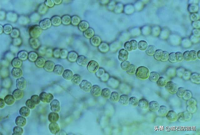 植物进化历程之藻类,藻类植物进化历程