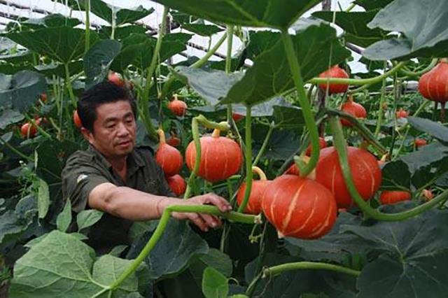 南瓜疯长不结果怎么办,南瓜生长过旺不开花结果怎么办