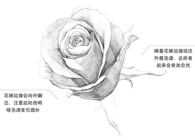 玫瑰素描画法步骤图,玫瑰素描指导视频