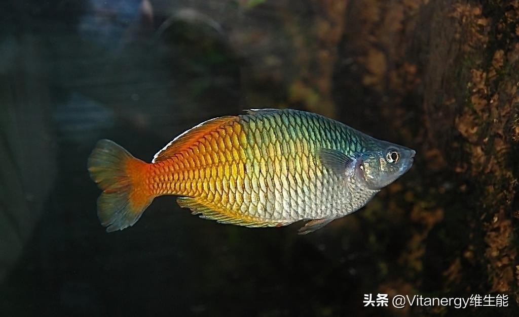 鱼油骗局解说,鱼油的内幕