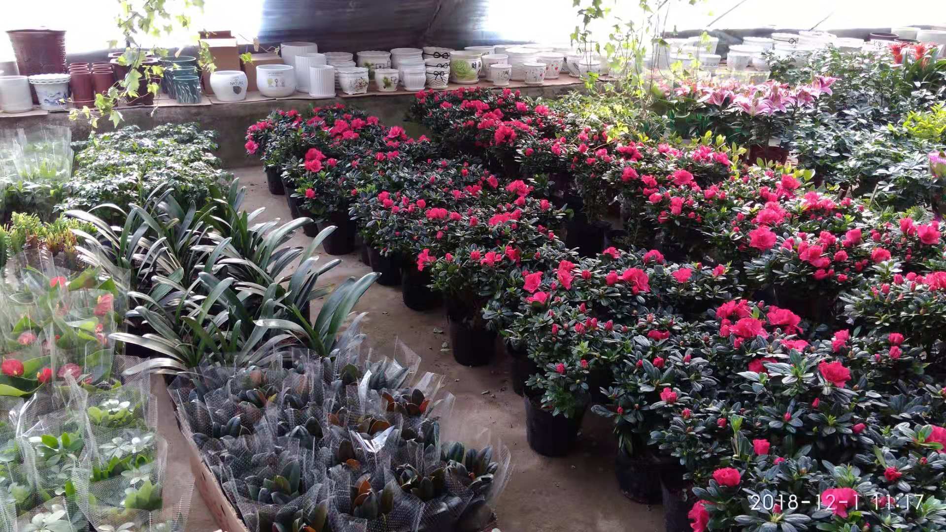 沈阳花卉市场扔花的地方,沈阳花卉市场