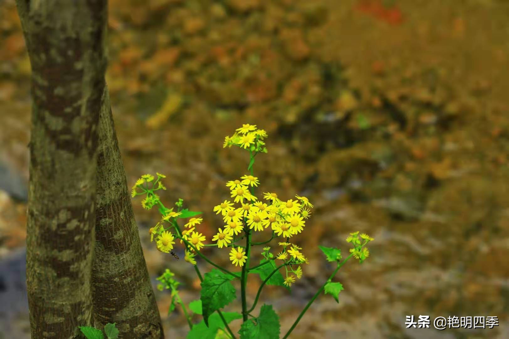 河南平顶山画眉谷——画眉声声谷愈静,流水淙淙山更幽