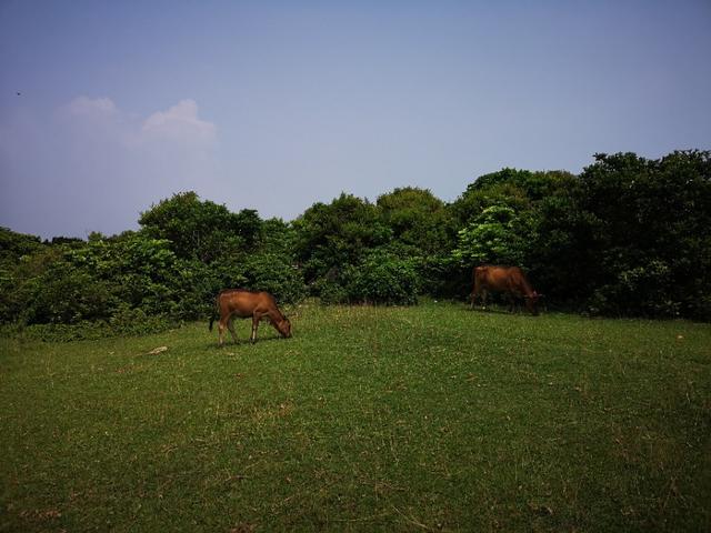 香港最后一片净土避世天堂,香港西贡一日游攻略图