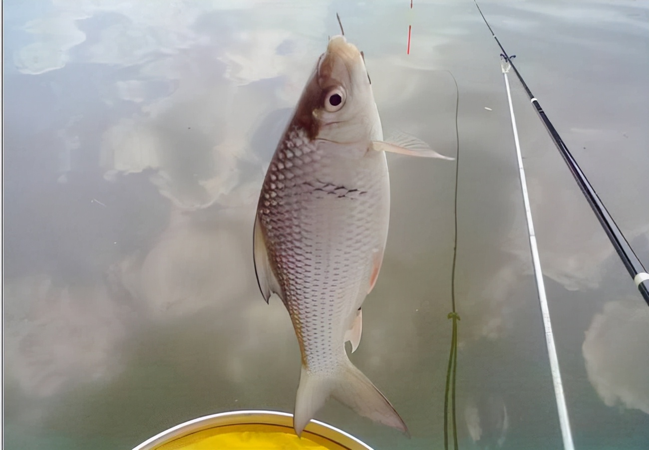 如何钓鲮鱼避开罗非,肇庆西江手竿鲮鱼最佳钓点
