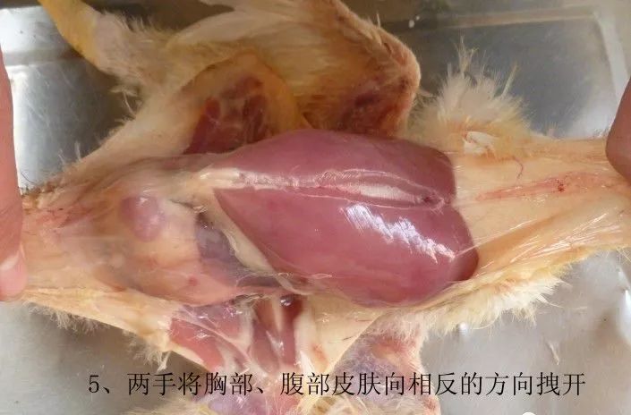 家禽常见疾病及检测方法书籍,家禽养殖疾病诊断