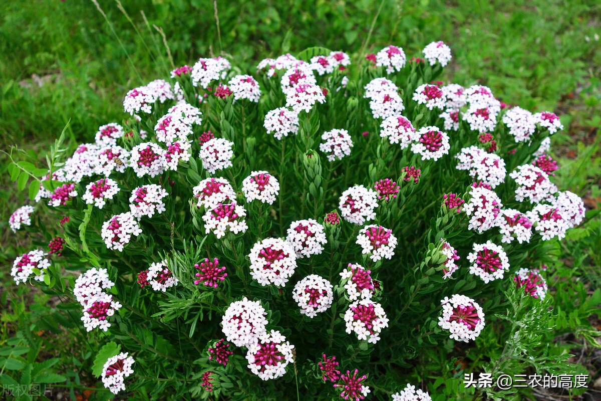 美丽有毒的植物认识11种毒花毒果,五大常见有毒植物你家里有吗