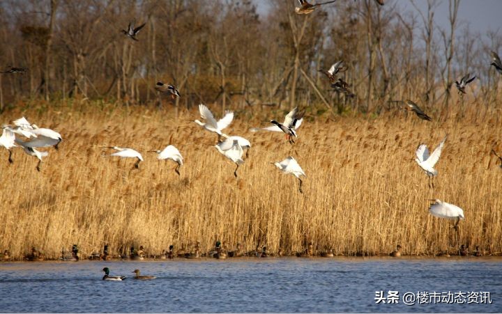 崇明三湘森林海尚联排户型,崇明三湘森林