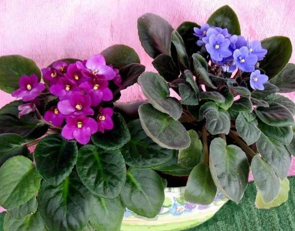 养花懒人绿植,懒人养花推荐花香四季开