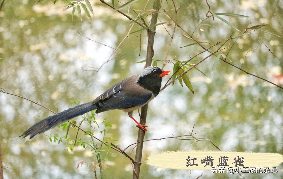 国际爱鸟日天桥岭,国际爱鸟日